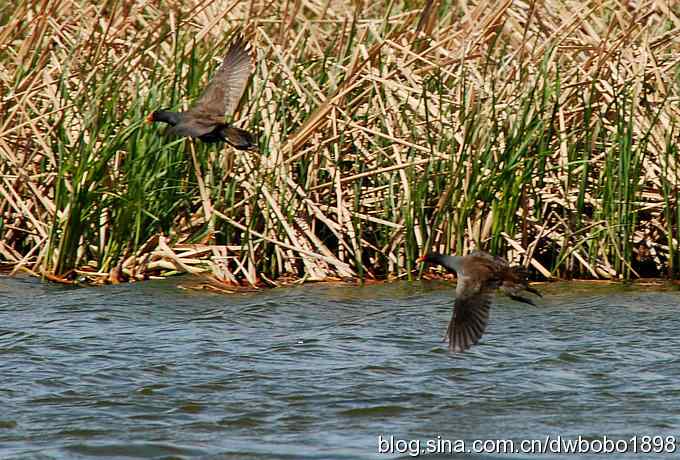 沙河云光水色鸟影