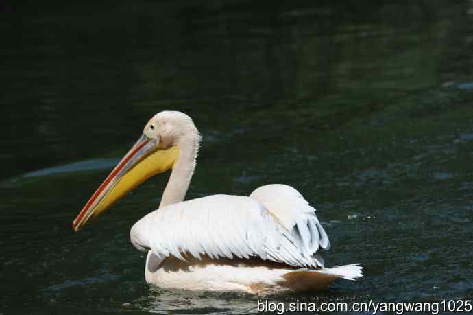 明星（鹈鹕大白）