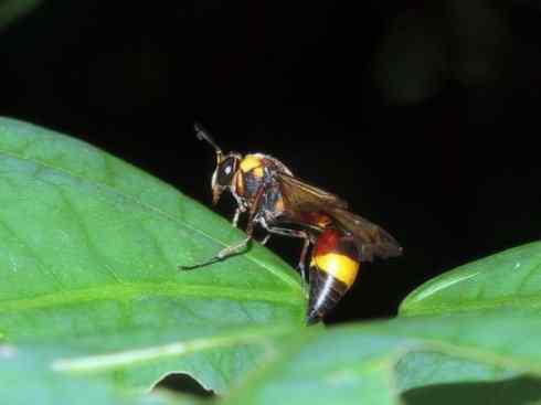 十大喜食蜂蜜动物：胡蜂