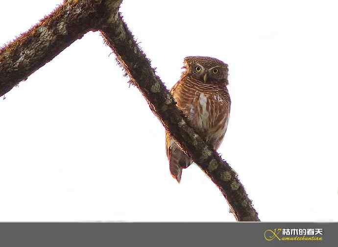 云南拍鸟打个总结：记录鸟片十四种