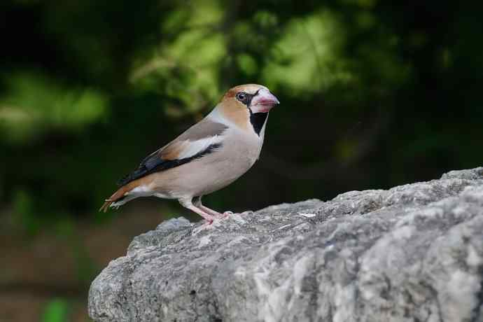 锡嘴雀与大山雀