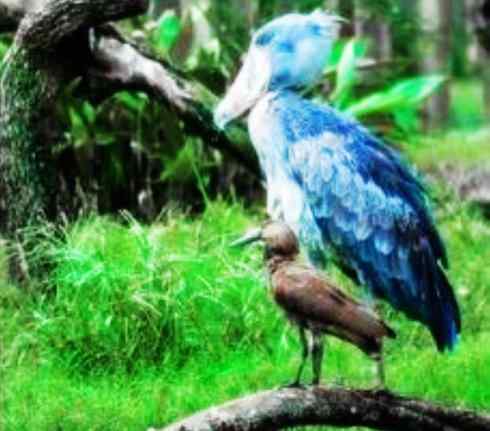 鸟类之最：鲸头鹳