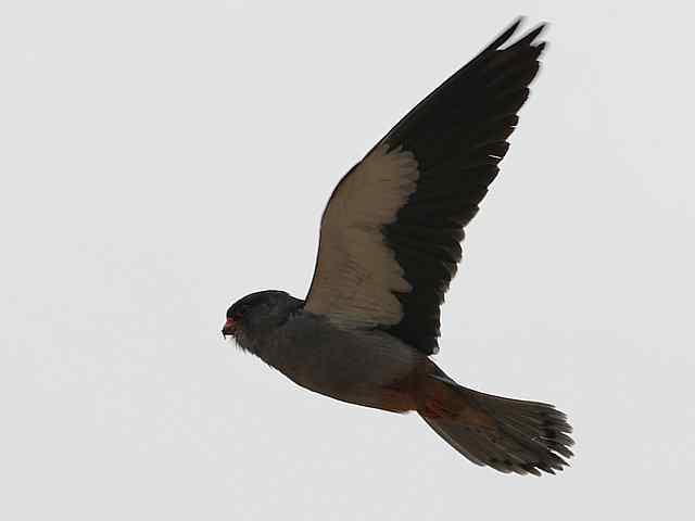 野鸭湖：阿穆尔隼与普通燕鸻