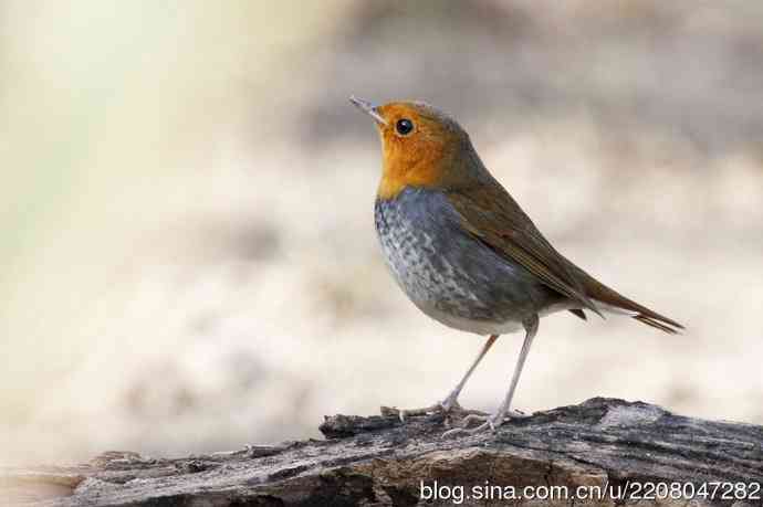 打鸟归来收获多多   (5）日本歌鸲