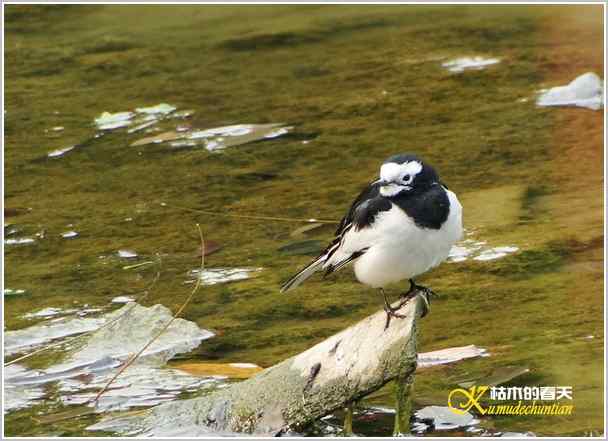拍鈥湸淠疋澕恰菊掌