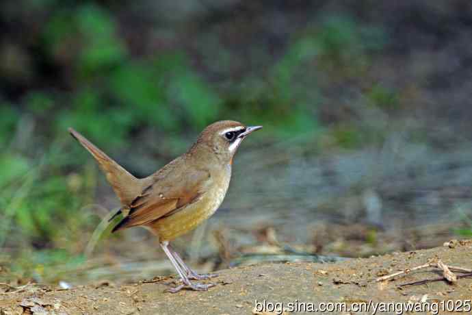 雄性红喉歌鸲（22）