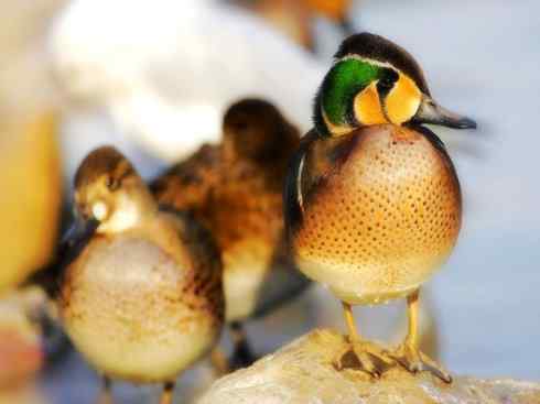 雁鸭之最之六（丑鸭、秋沙鸭、花脸鸭、针尾鸭）