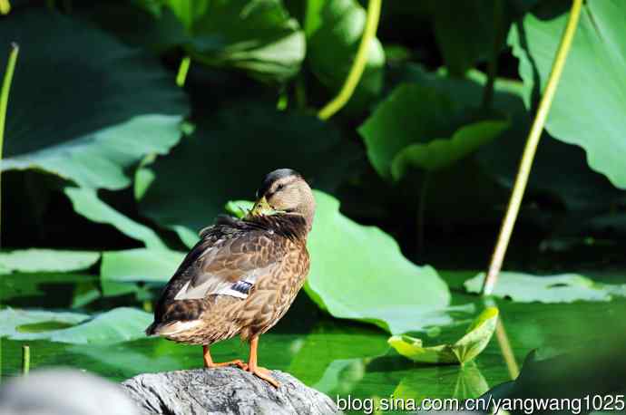 随拍野鸭 随拍野鸭