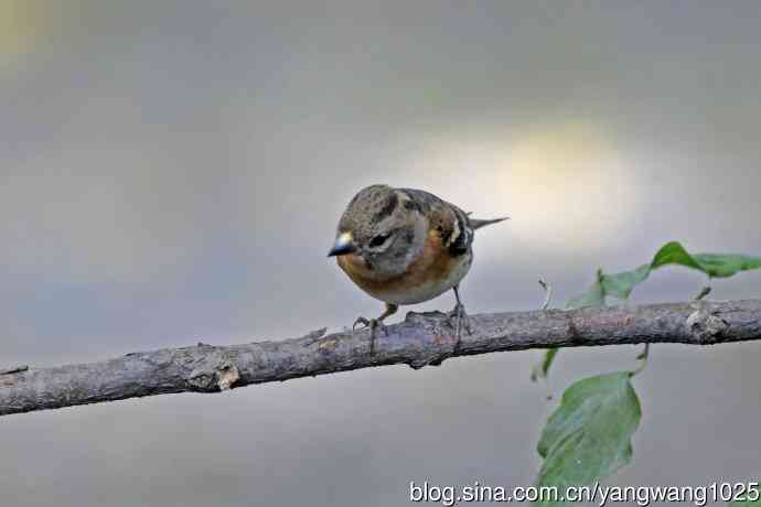 北京天坛公园的鸟类——燕雀（3）