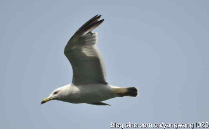 飞（海鸥） wbr1