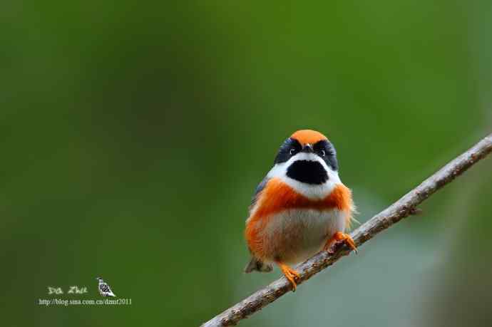 2013第一枪鈥溗焘澓卦