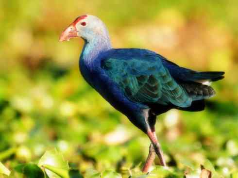 奇特的盔：紫水鸡