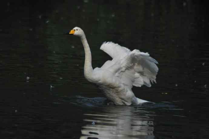 白天鹅、斑头雁