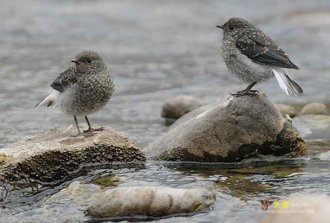 父爱如山：实拍红尾水鸲和它的四个宝宝们