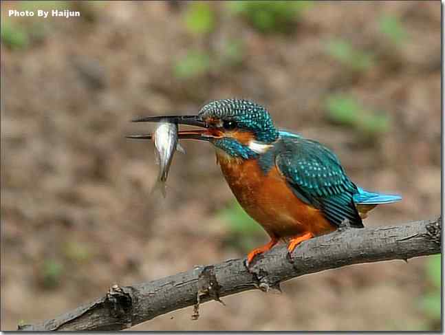  点击图片或使用键盘← →翻页