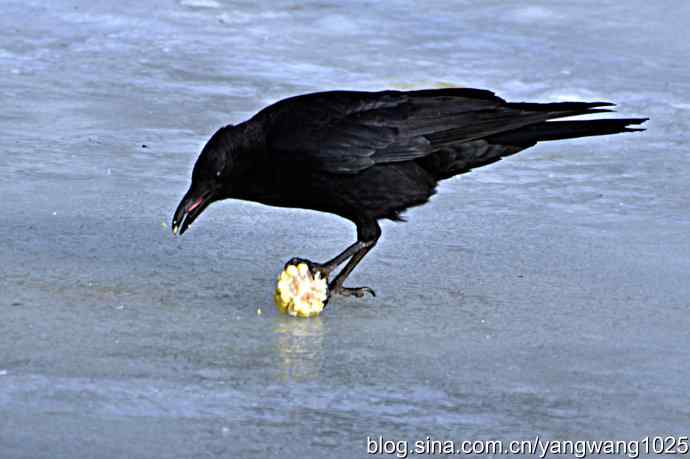 聪明的乌鸦 wbr2