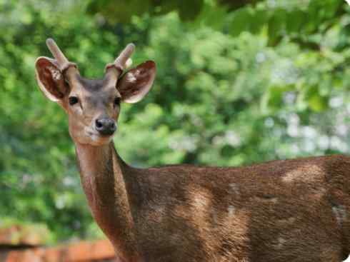 麒麟：传说的兽原型探秘（梅花鹿）