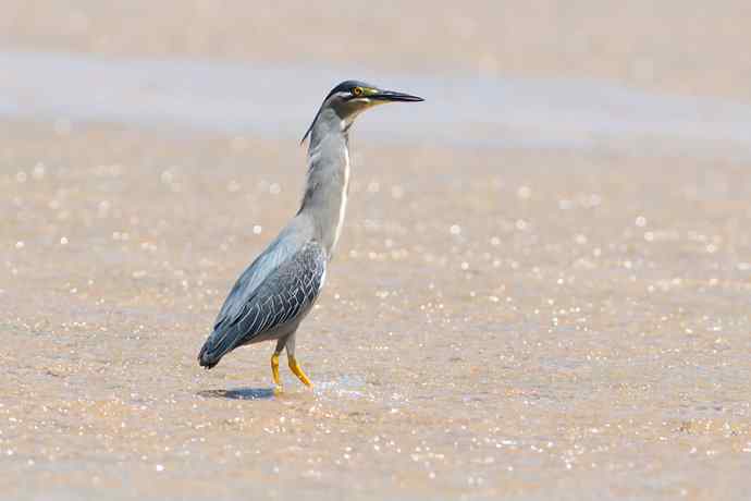 潮河渔郎绿鹭鸶☆★ 潮河渔郎绿鹭鸶☆★