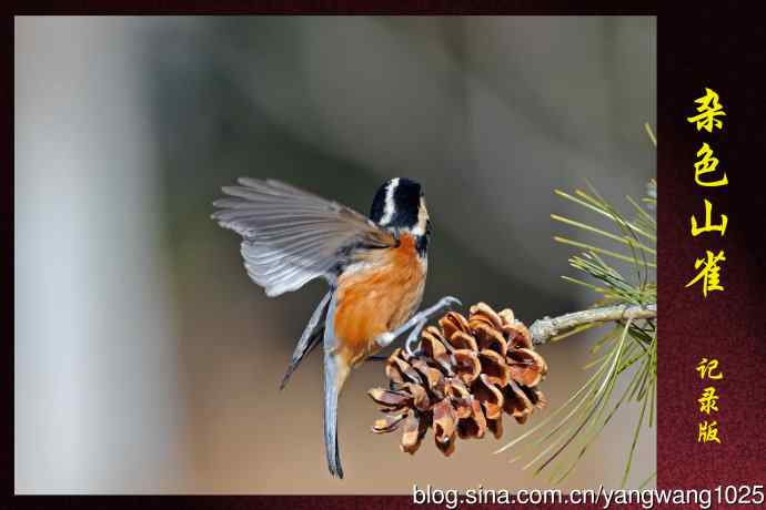 北京稻香湖的鸟类——杂色山雀（记录版）