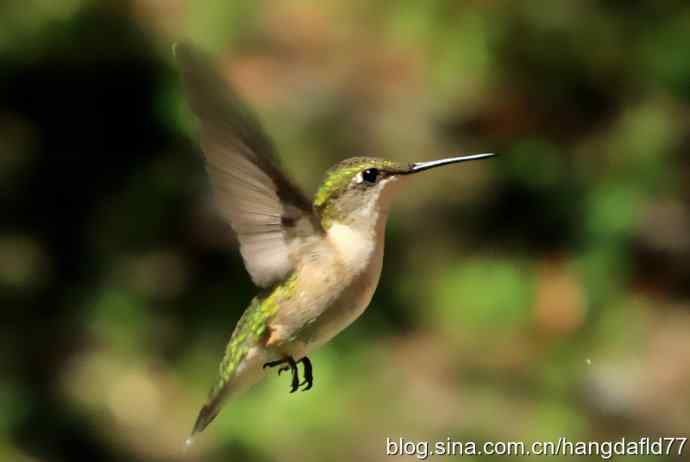 红玉喉北蜂鸟（5）