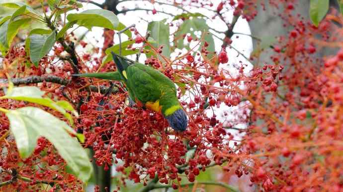 澳洲拍鸟鈥斺敳屎琊叙挠履
