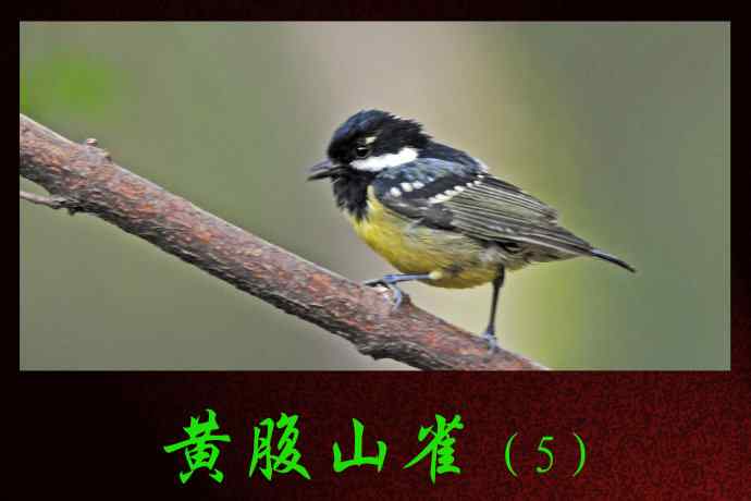 北京天坛公园的鸟类——黄腹山雀(5)