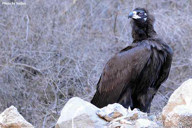 驱车永定河峡谷拍摄秃鹫
