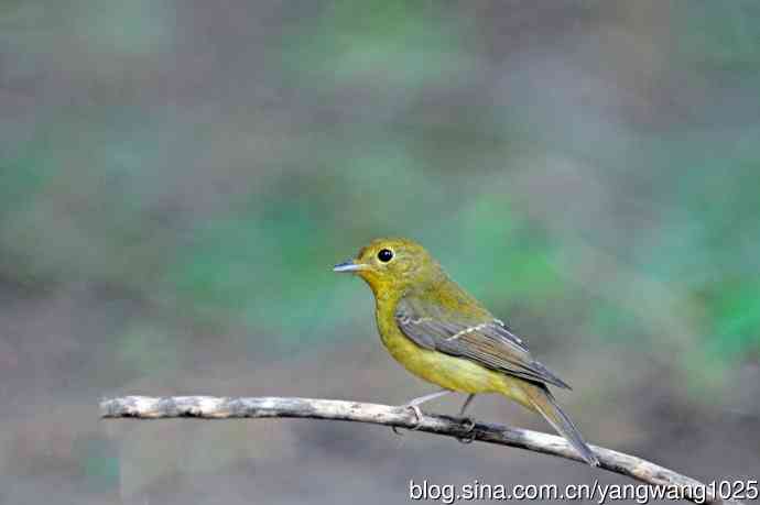 雌性绿背姬鶲（19）