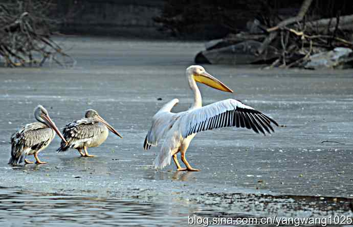 冰上鹈鹕舞 冰上鹈鹕舞