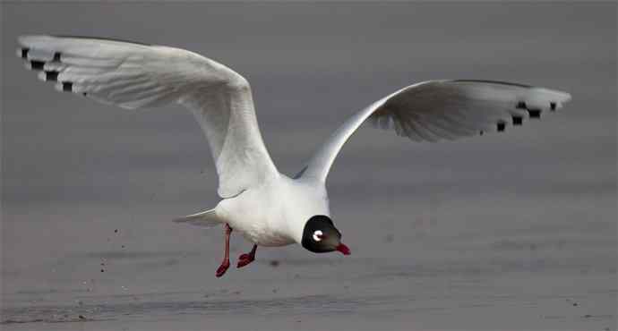 人类曾经遗失的鸥鸟---遗鸥
