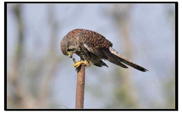 红隼享用甜点 红隼享用甜点