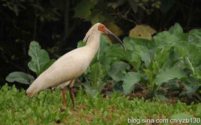 国之瑰宝，鸟类珍品鈥斺斨禧q（组图）