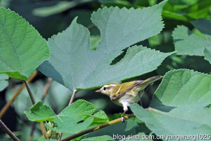 黄眉柳莺（24）