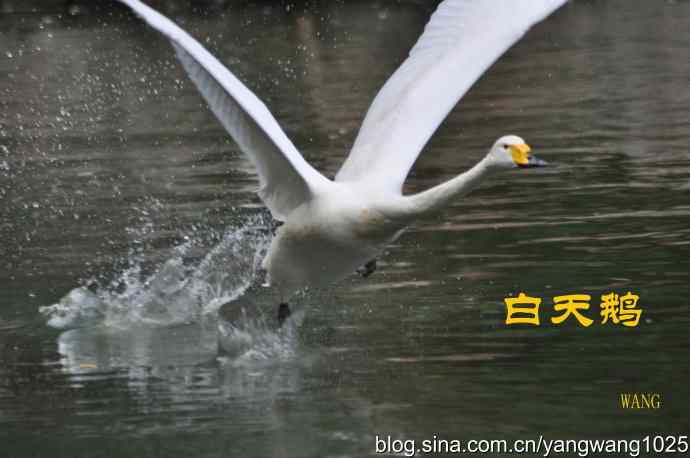 白天鹅