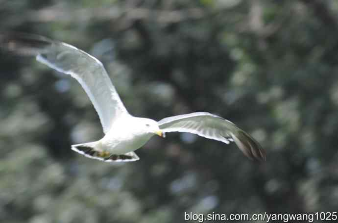 飞（海鸥与夜鹭） wbr2