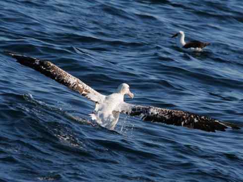 鸟类之最：漂泊信天翁