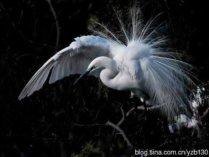 白鹭开屏为哪般？（组图，6张图片）