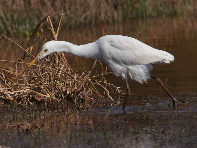 牛背鹭(近摄) 牛背鹭(近摄)