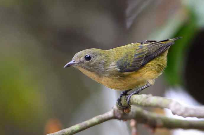 【树上一个小妹妹 wbr谁家啄花这样俏】