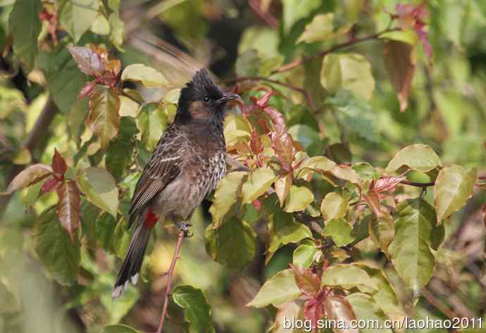 尼泊尔的鸟鈥斺敽诤砗焱勿