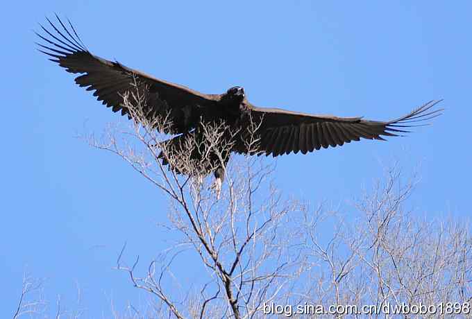 走近秃鹫:一段撼人心魄的拍摄经历 走近秃鹫:一段撼人心魄的拍摄经历