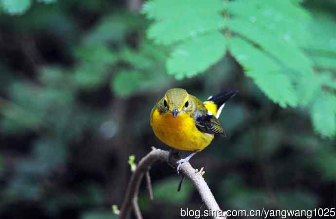 雄性绿背姬鶲（2）