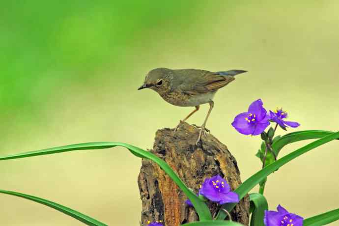 雌性蓝歌鸲与紫露草（2）