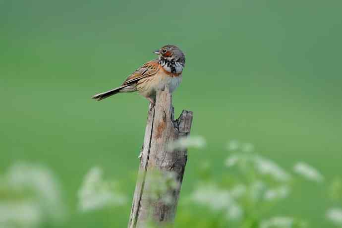 【新鸟】坝上鸟.栗耳鹀☆