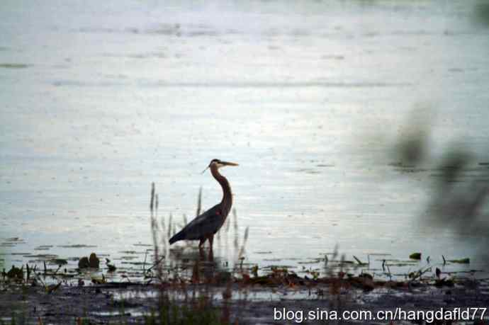 大蓝鹭涉水
