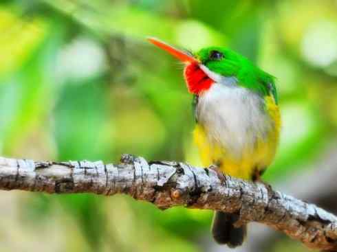 绝色攀禽：佛法僧目之短尾鴗