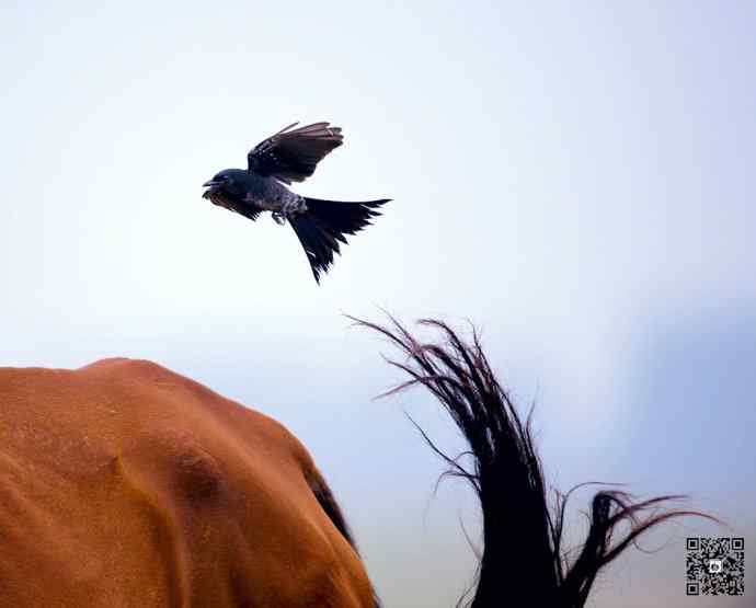 黑卷尾空中抓虫和戏马尾