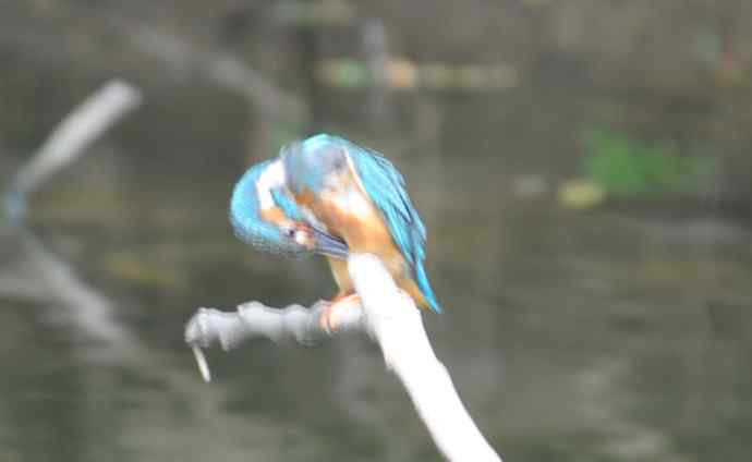 拍翠鸟（纪实）