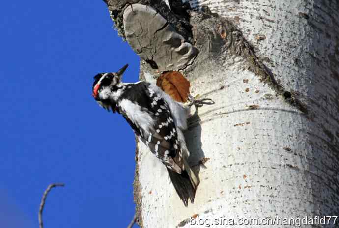 毛发啄木鸟 毛发啄木鸟
