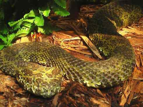 龙：传说的兽原型探秘（蝮蛇类）